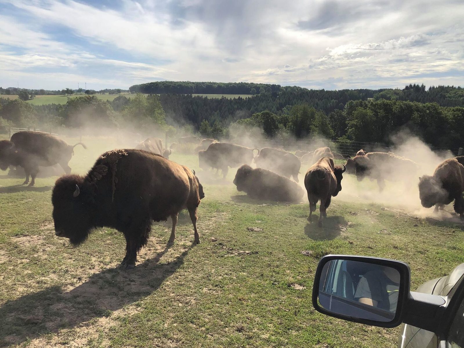 ou-trouver-des-bisons-lieux-elevages-et-reserves-incontournables