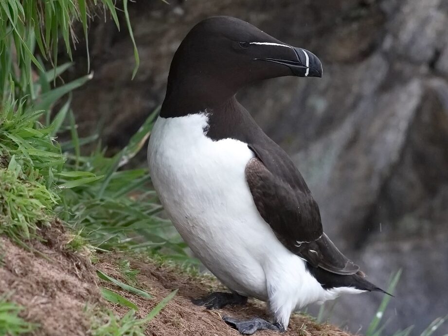 quel-est-loiseau-le-plus-rare-en-france