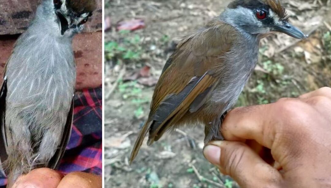 quel-est-loiseau-le-plus-rare-jamais-trouve-temoignages