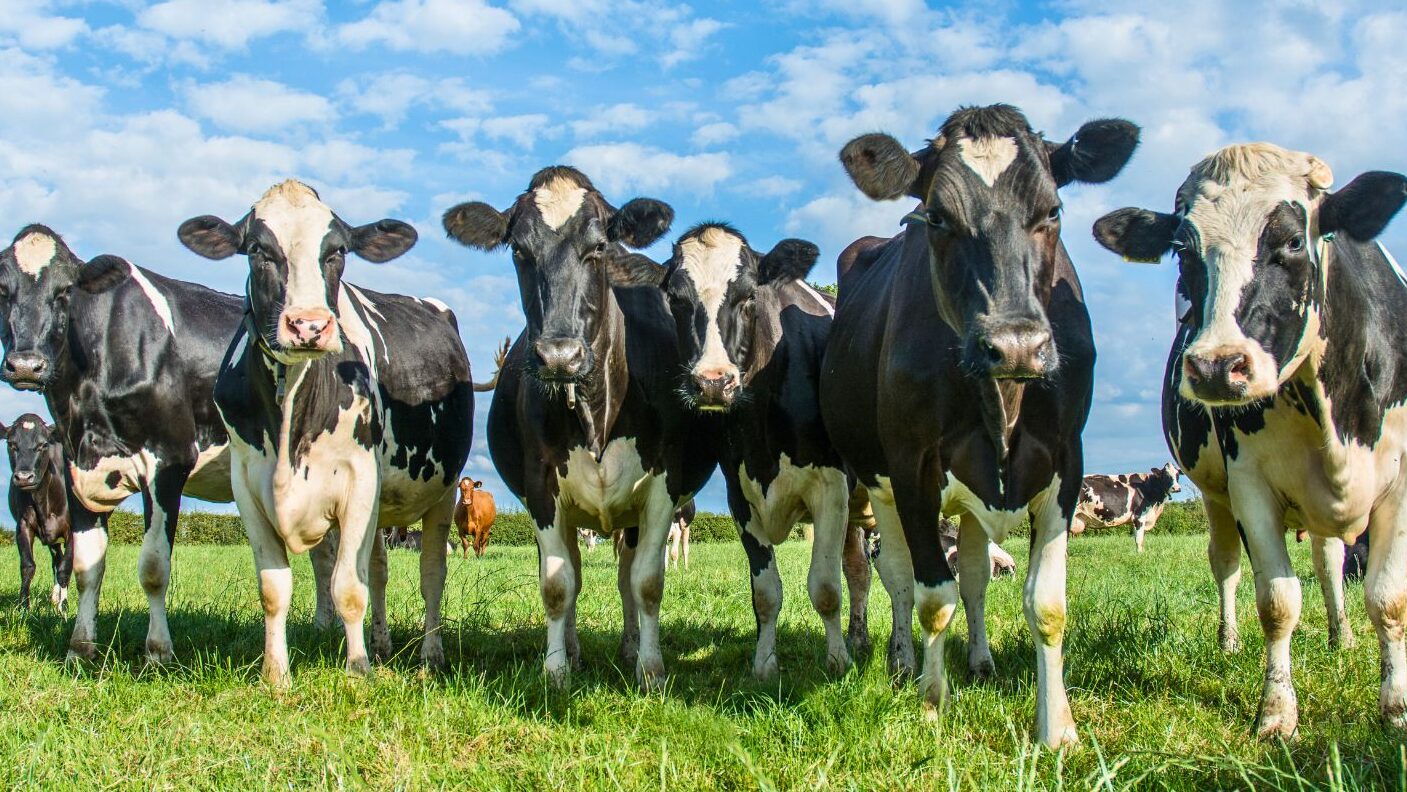 types-de-vaches-guide-des-races-les-plus-populaires
