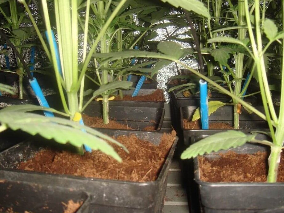 avis-authentiques-sur-lentretien-des-plantes-racines-en-hydroculture