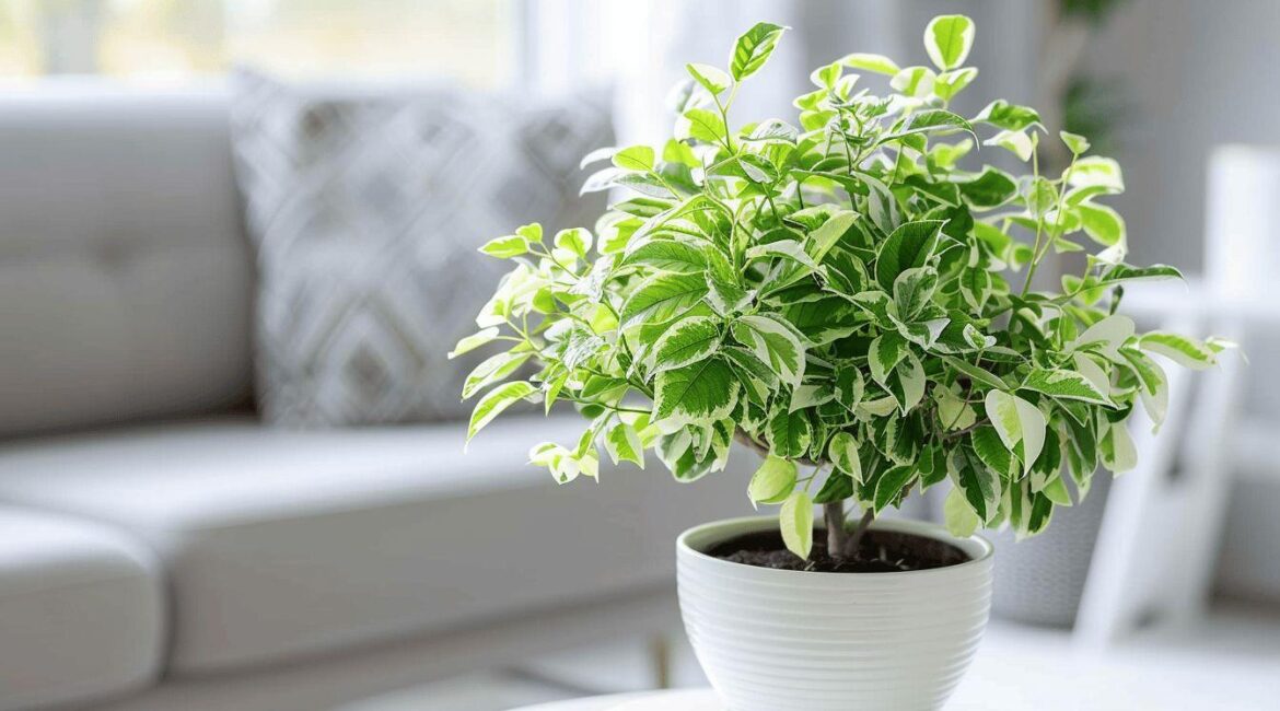 avis et témoignages authentiques sur l&rsquo;entretien du ficus pumila White Sunny