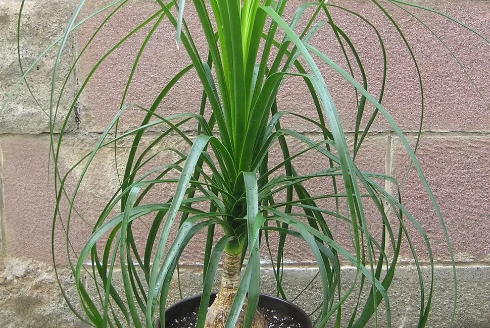 Beaucarnéa luxuriant en pot, idéal pour un rempotage réussi