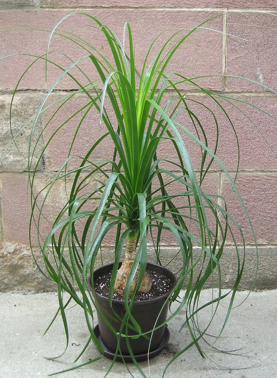 Beaucarnéa luxuriant en pot, idéal pour un rempotage réussi