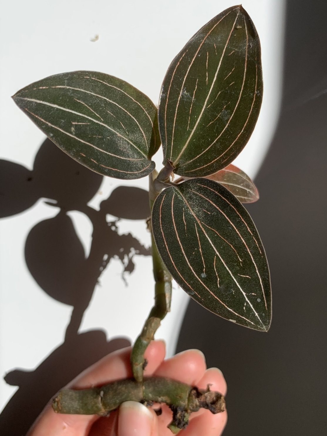 Bouture orchidée