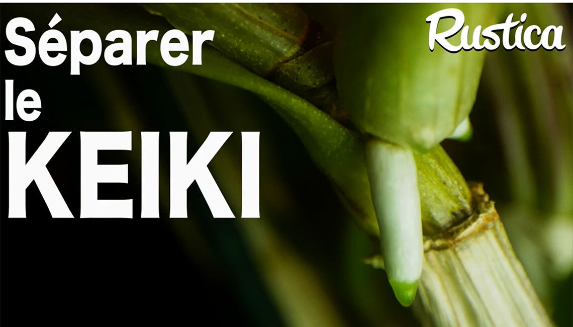 Bouture d'une orchidée avec un keiki séparé en pleine préparation
