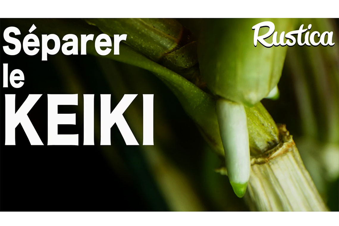 Bouture d'une orchidée avec un keiki séparé en pleine préparation