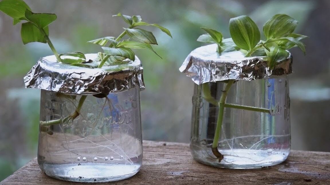 bouturer-des-plantes-vertes-dinterieur-guide-pratique