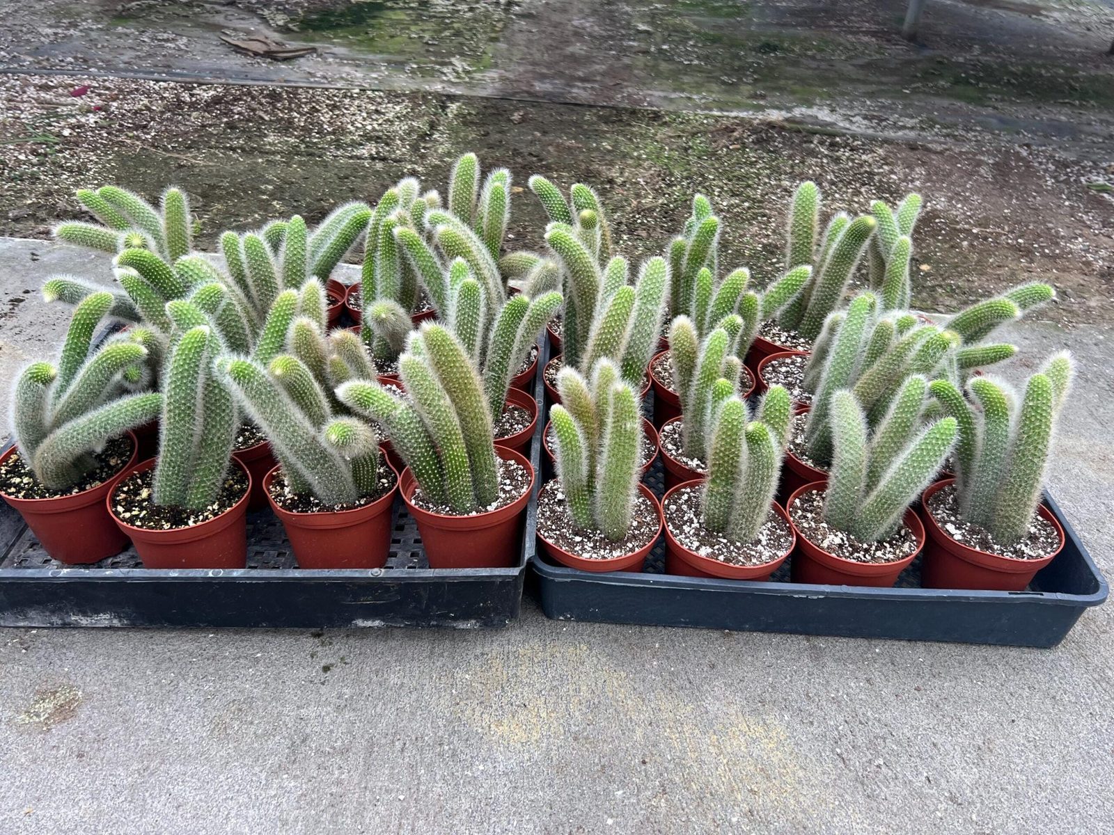 cactus-queue-de-singe-entretien-et-caracteristiques-uniques