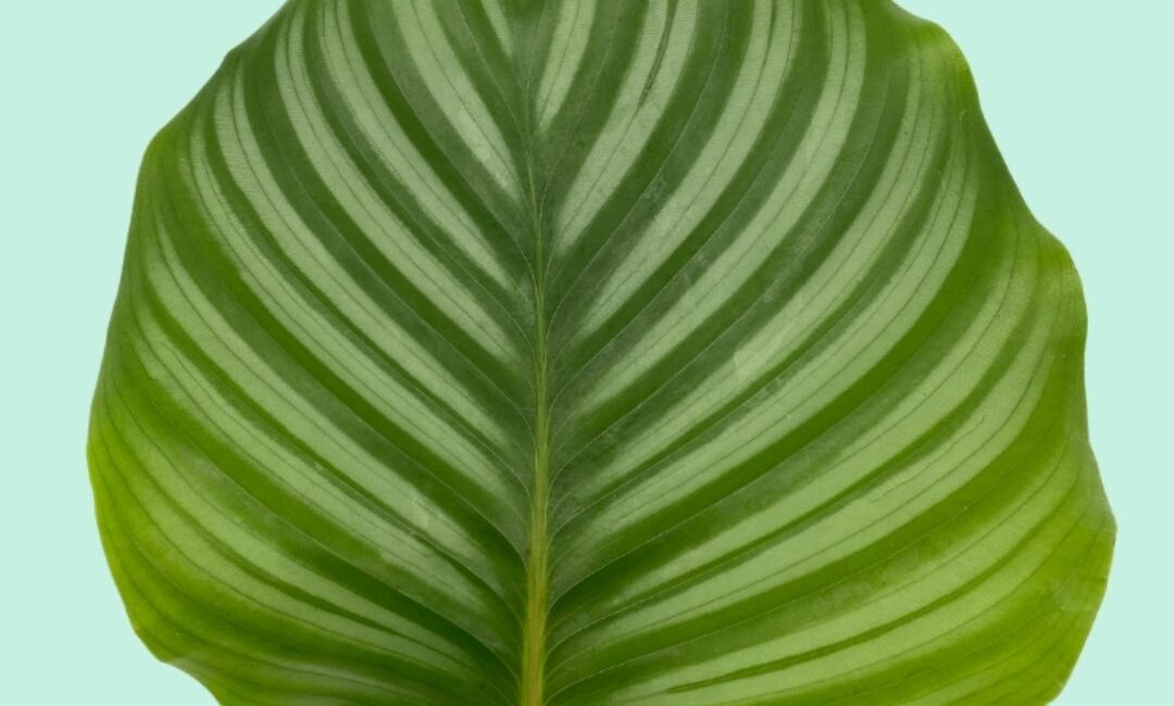 Gros plan sur une Calathea orbifolia pleine de feuillage rayé, idéal pour égayer un intérieur.