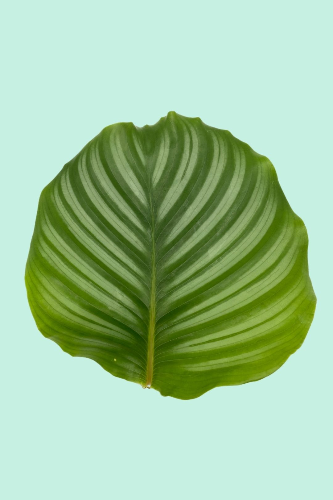 Gros plan sur une Calathea orbifolia pleine de feuillage rayé, idéal pour égayer un intérieur.