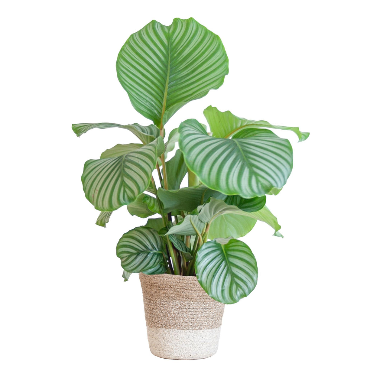 Calathea orbifolia décoratif.