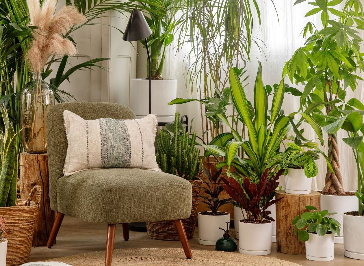 calathea-ornata-sanderiana-arrosage-et-entretien-simplifies