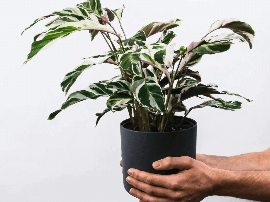 calathea-white-fusion-guide-complet-pour-son-entretien