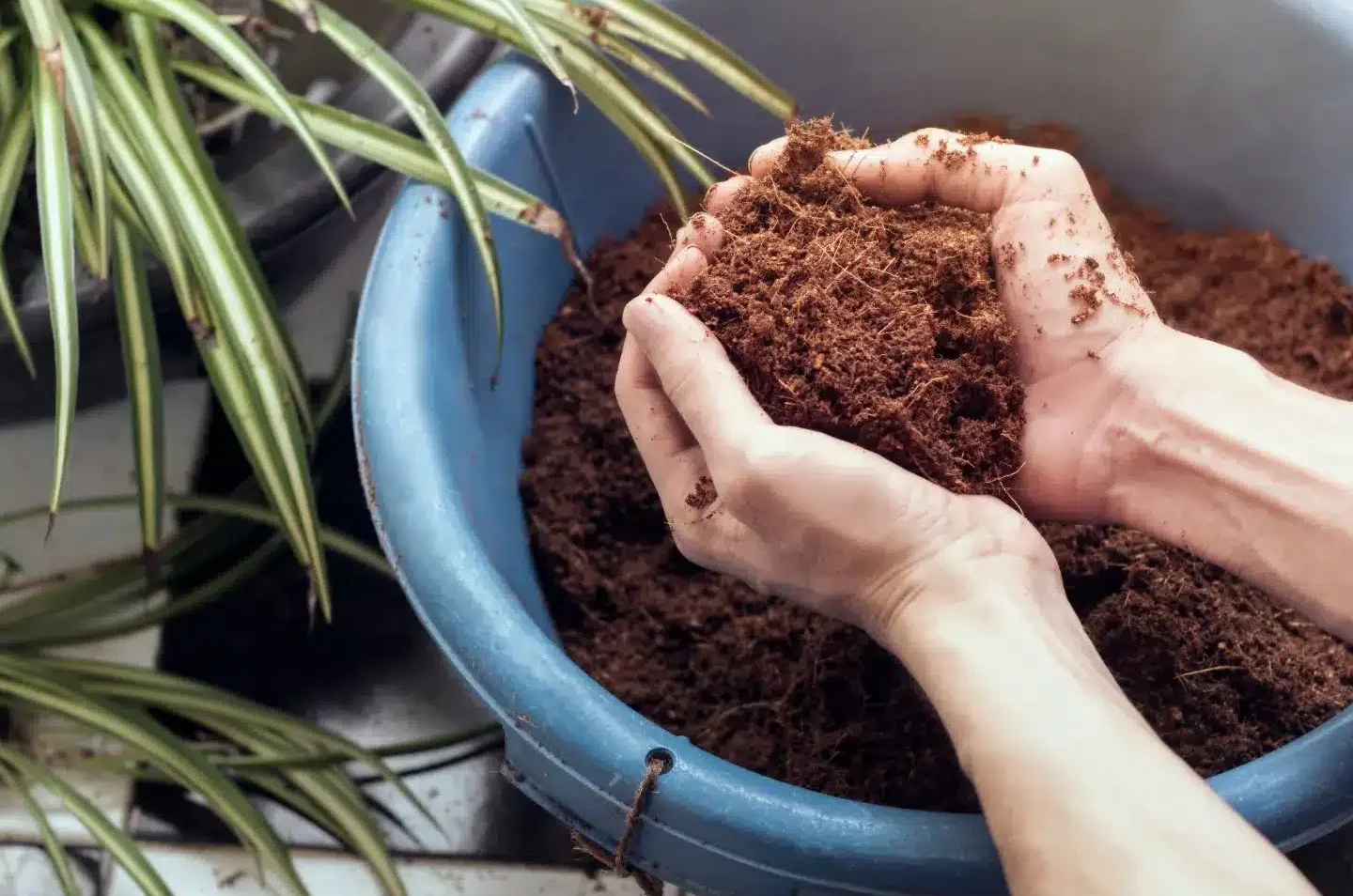comment-bien-utiliser-la-fibre-de-coco-pour-vos-plantes