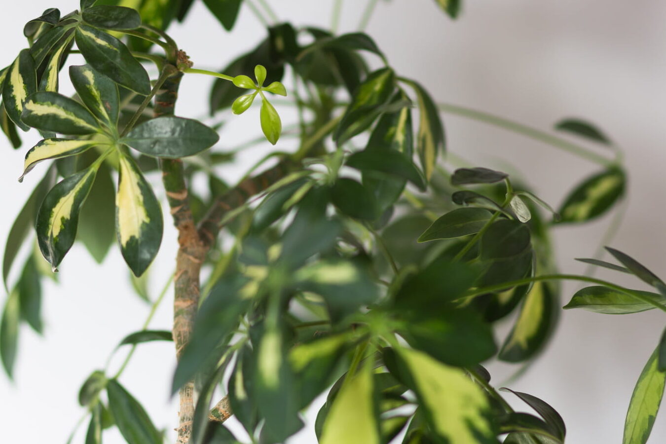 comment-bouturer-un-schefflera-pour-en-faire-de-nouvelles-plantes