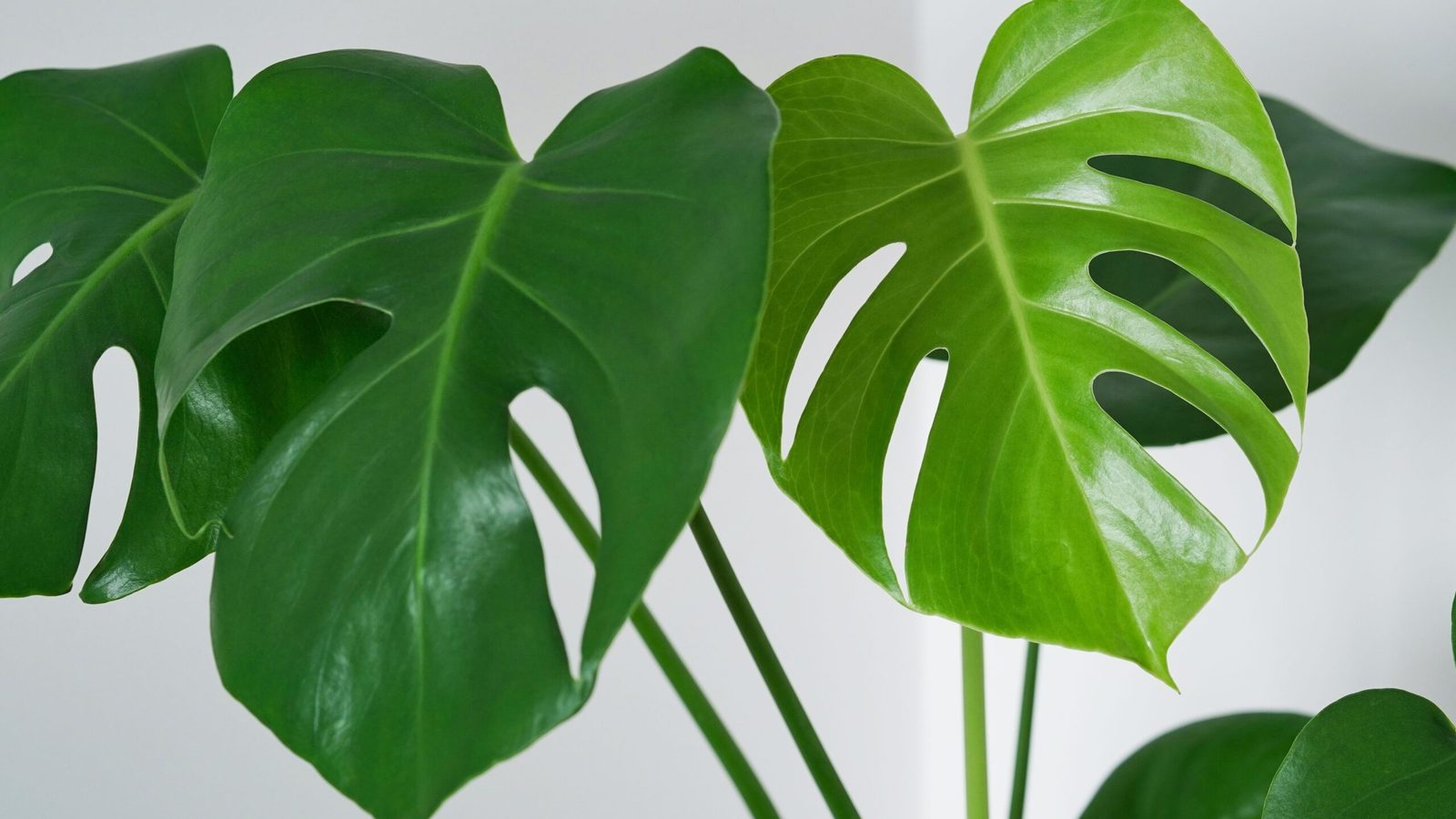 comment-entretenir-et-cultiver-le-monstera-aurea-avec-succes