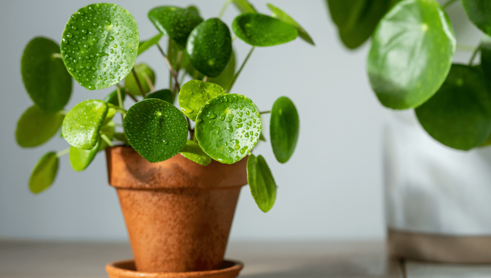 comment-entretenir-et-multiplier-le-pilea-moon-valley