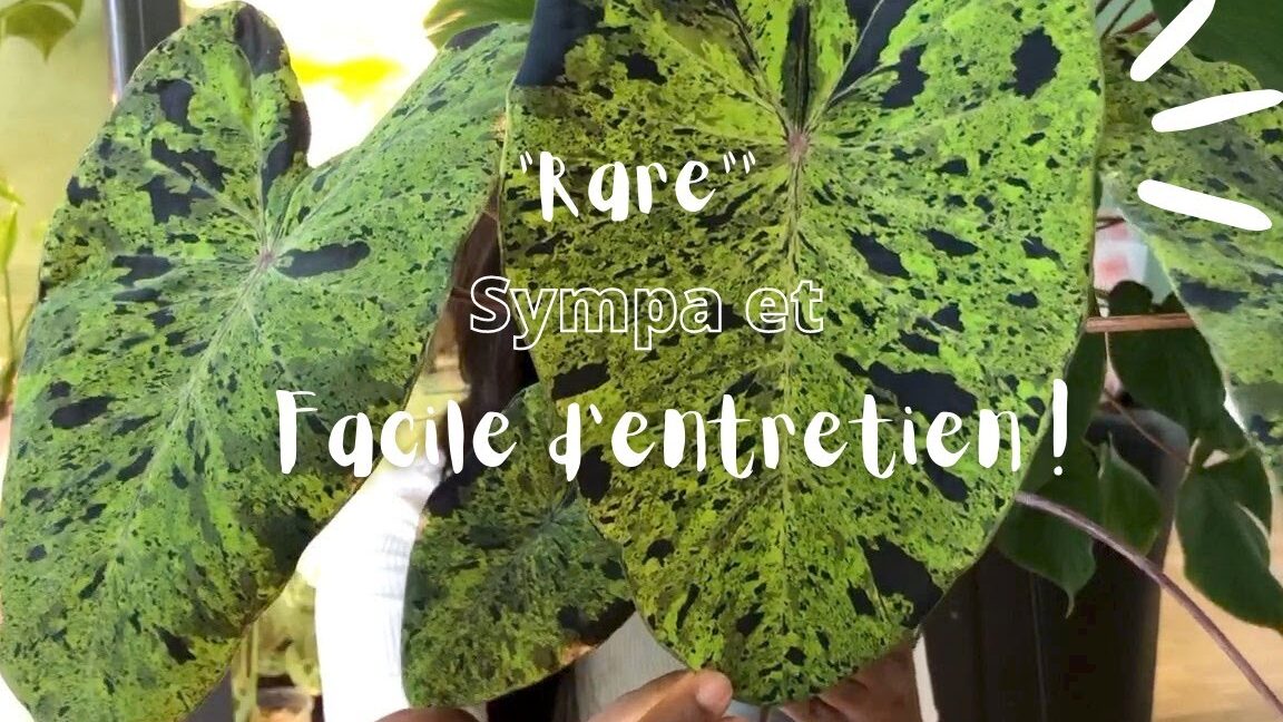 comment-entretenir-un-philodendron-white-knight-au-quotidien