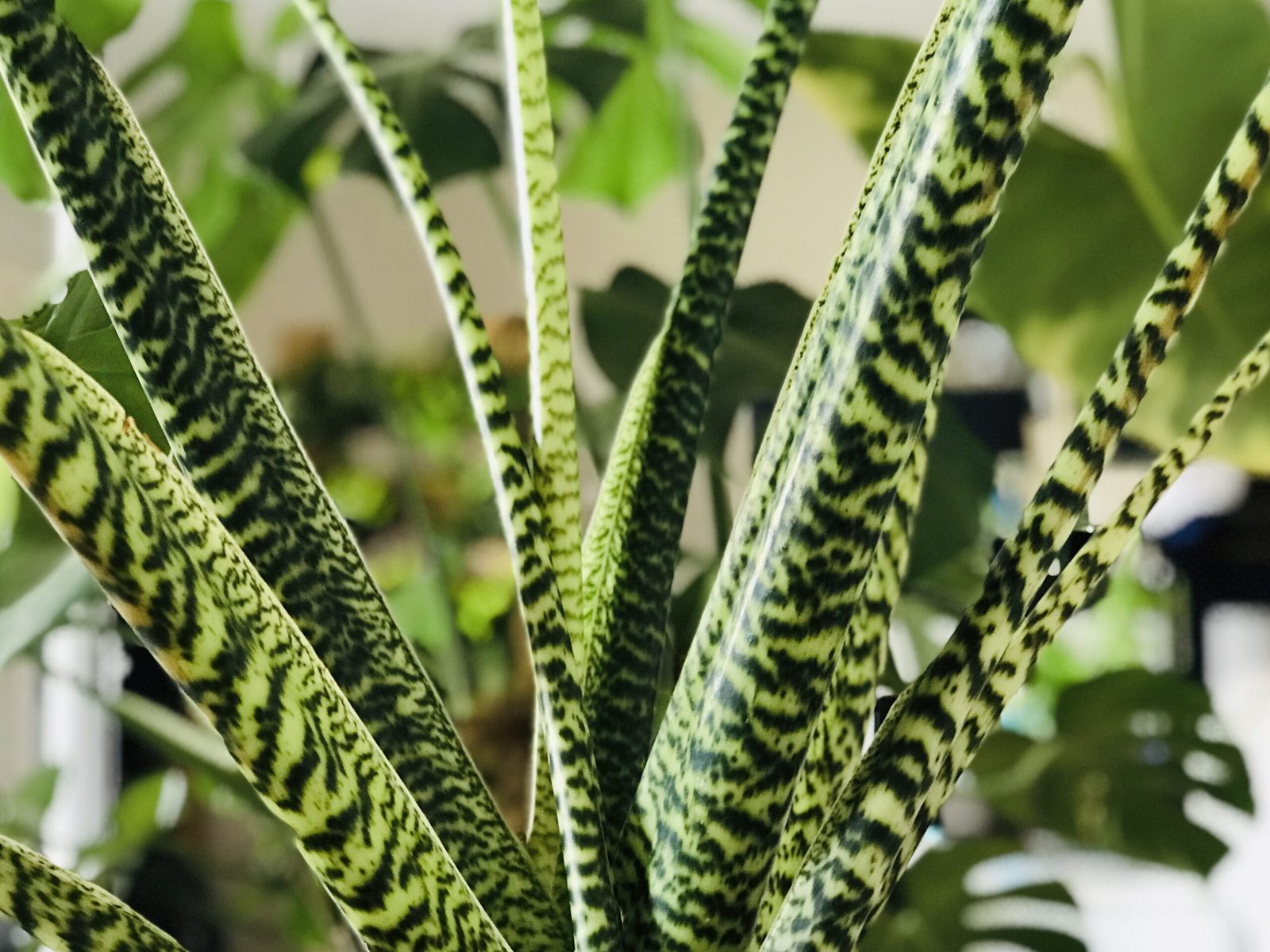 comment-entretenir-une-plante-rare-en-exterieur-meme-avec-un-climat-changeant