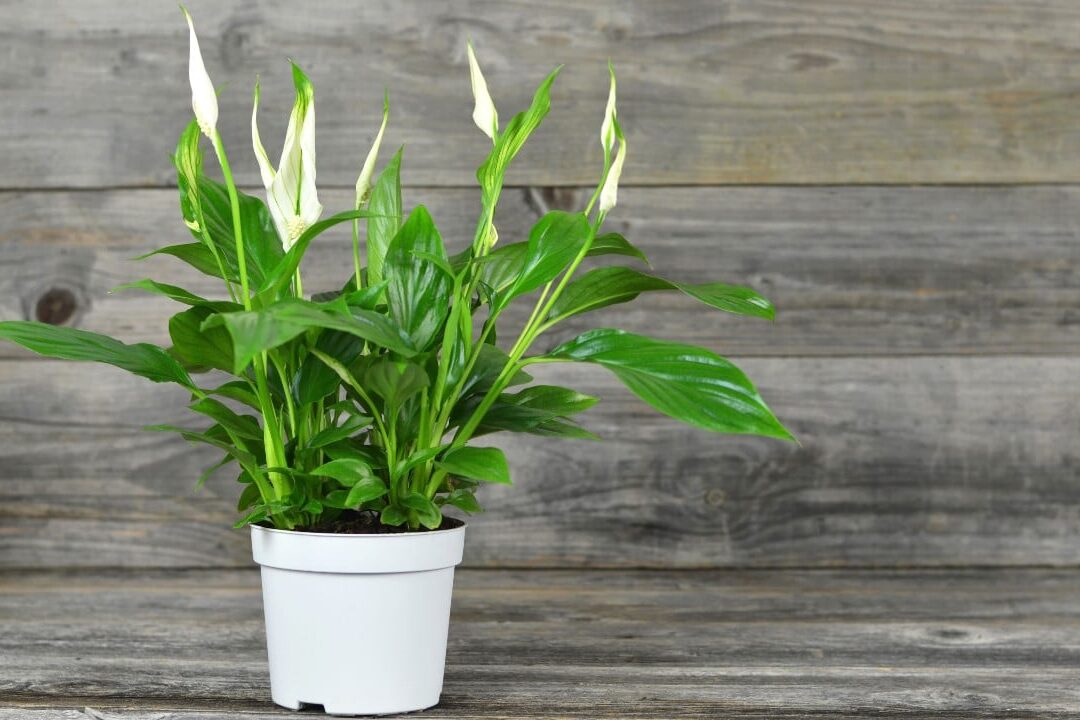 comment-reussir-la-bouture-de-votre-spathiphyllum