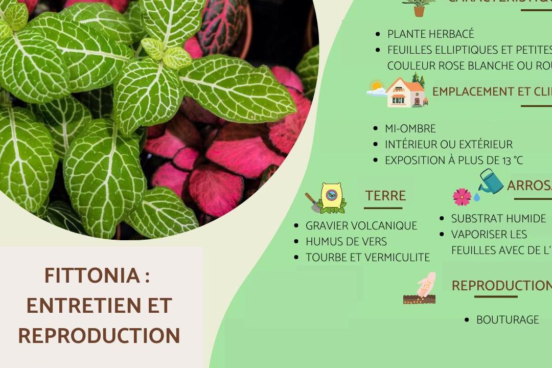 comment-reussir-le-bouturage-de-fittonia-etape-par-etape
