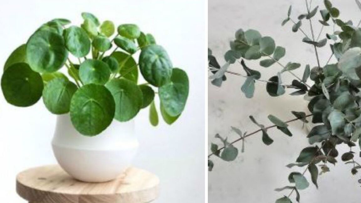 deco-eucalyptus-comment-integrer-cette-touche-verte-et-fraiche-dans-votre-interieur
