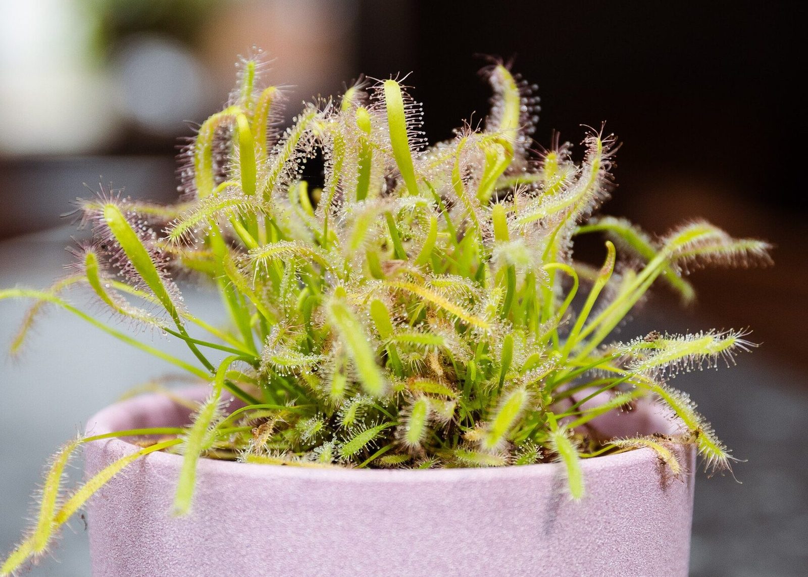 drosera-capensis-alba-tout-savoir-sur-cette-plante-carnivore