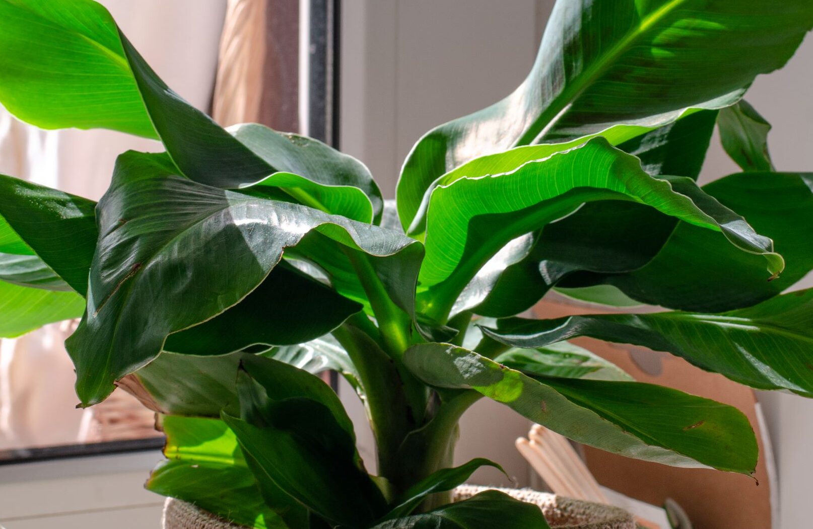 entretien-du-bananier-musa-dinterieur-astuces-essentielles