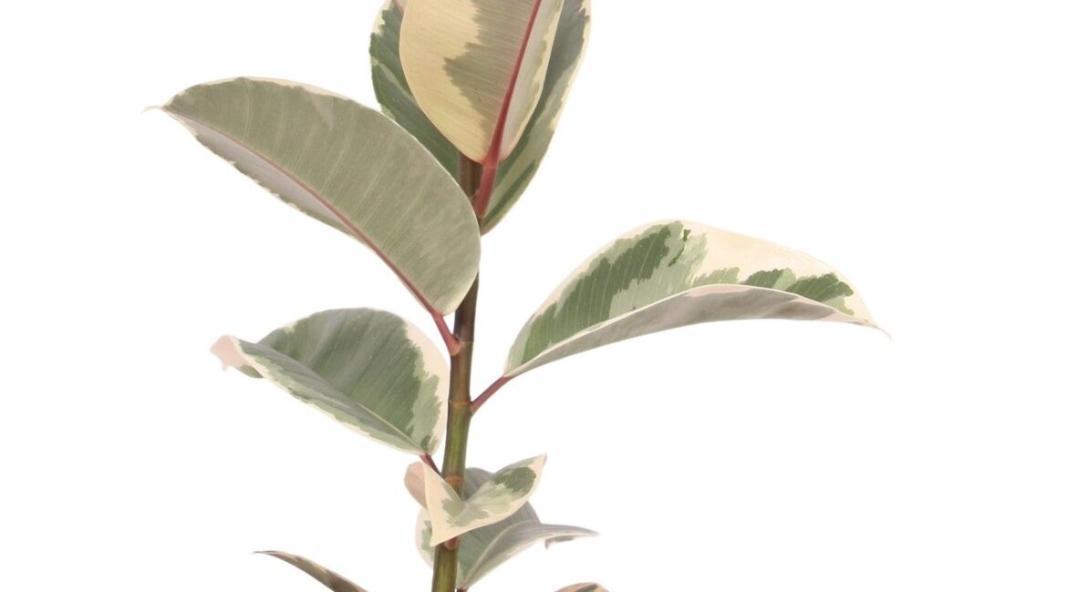 Ficus Tineke en pot de 55 cm avec un feuillage éclatant et panaché, parfait pour une décoration d'intérieur moderne.
