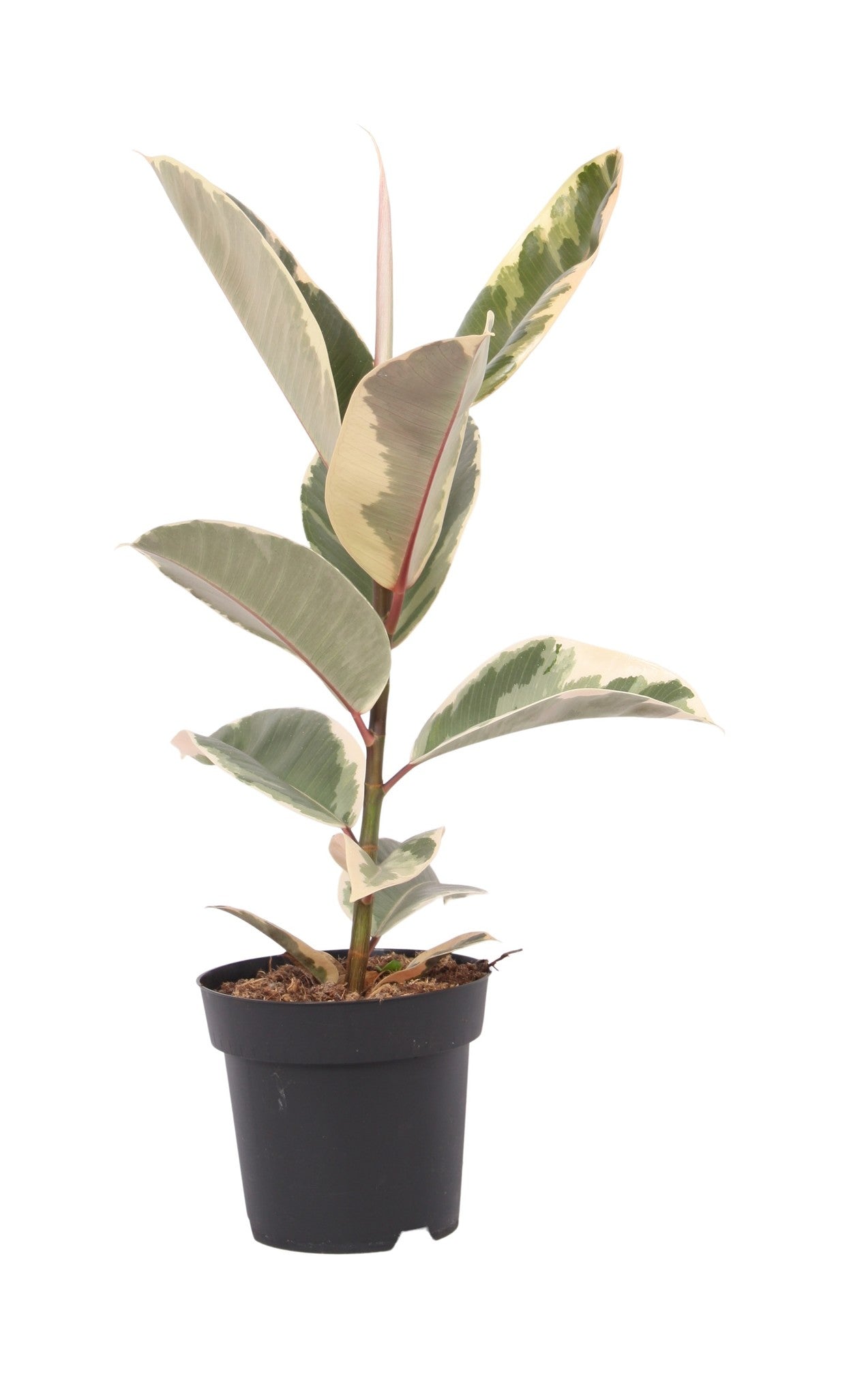 Ficus Tineke en pot de 55 cm avec un feuillage éclatant et panaché, parfait pour une décoration d'intérieur moderne.