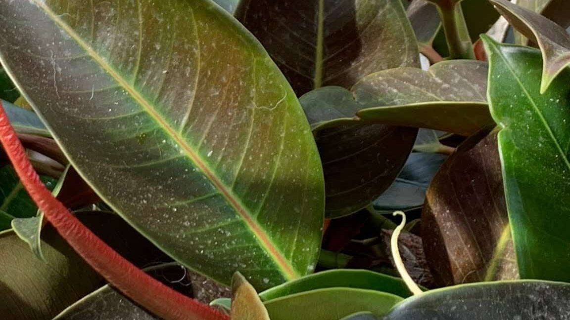 guide-pratique-pour-un-entretien-optimal-de-votre-ficus-elastica
