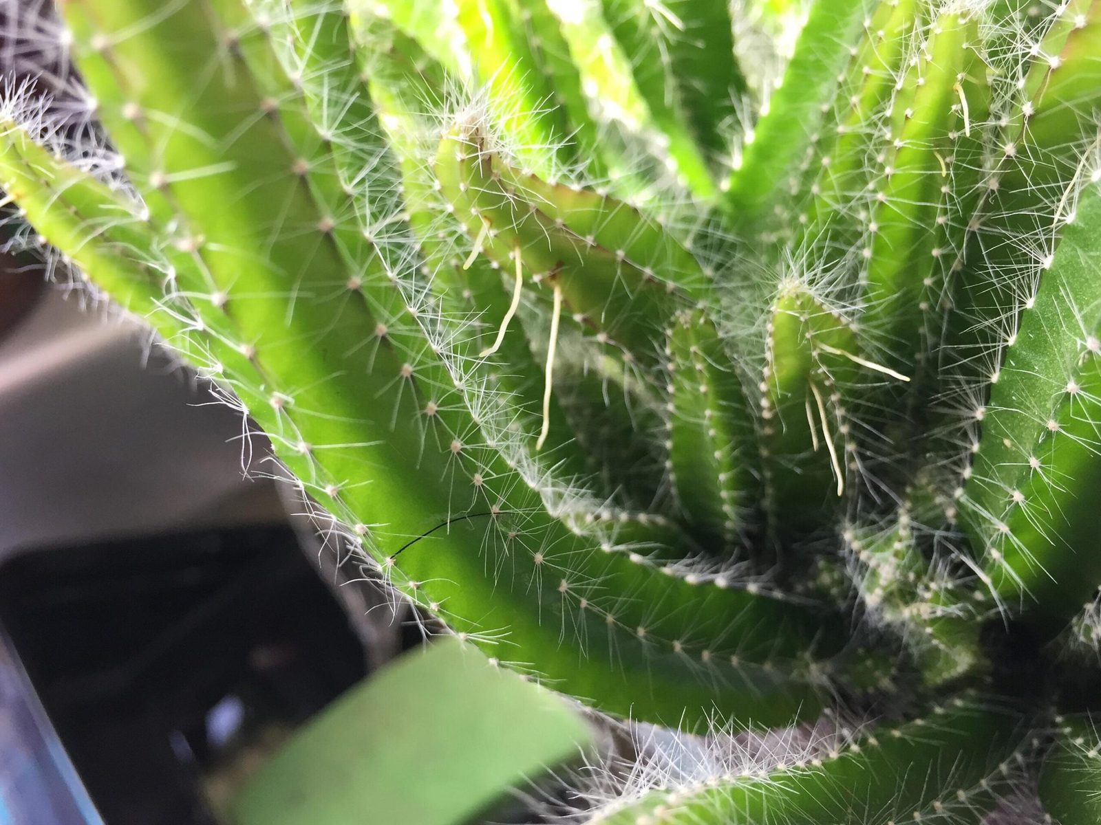 le-cactus-a-queue-de-singe-est-il-toxique-pour-les-chats
