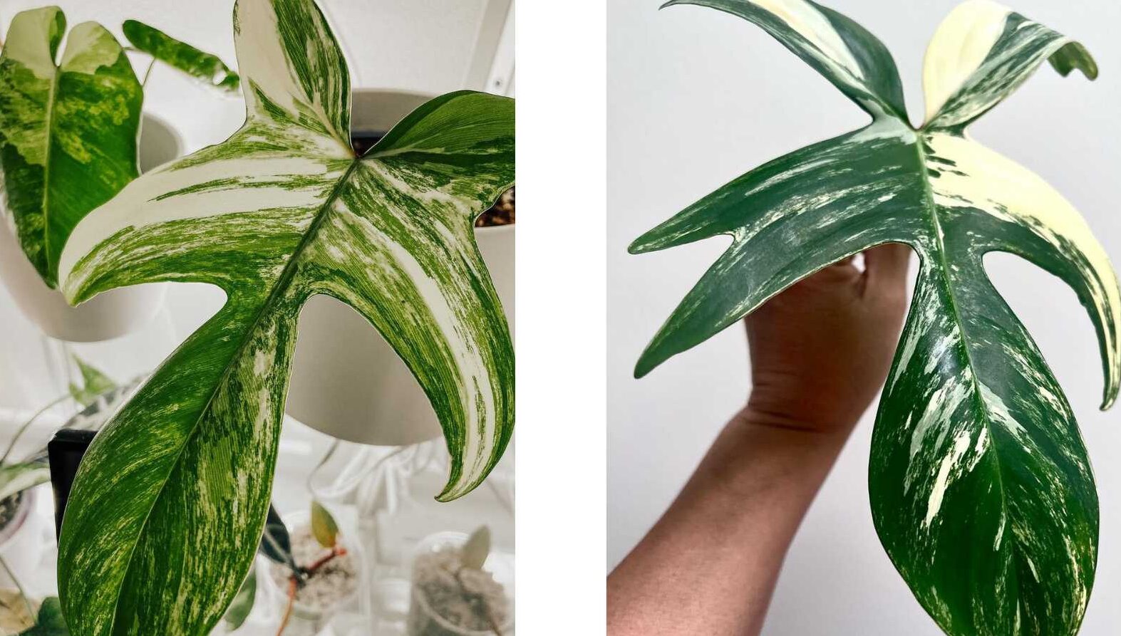 les-varietes-de-monstera-rares-a-collectionner