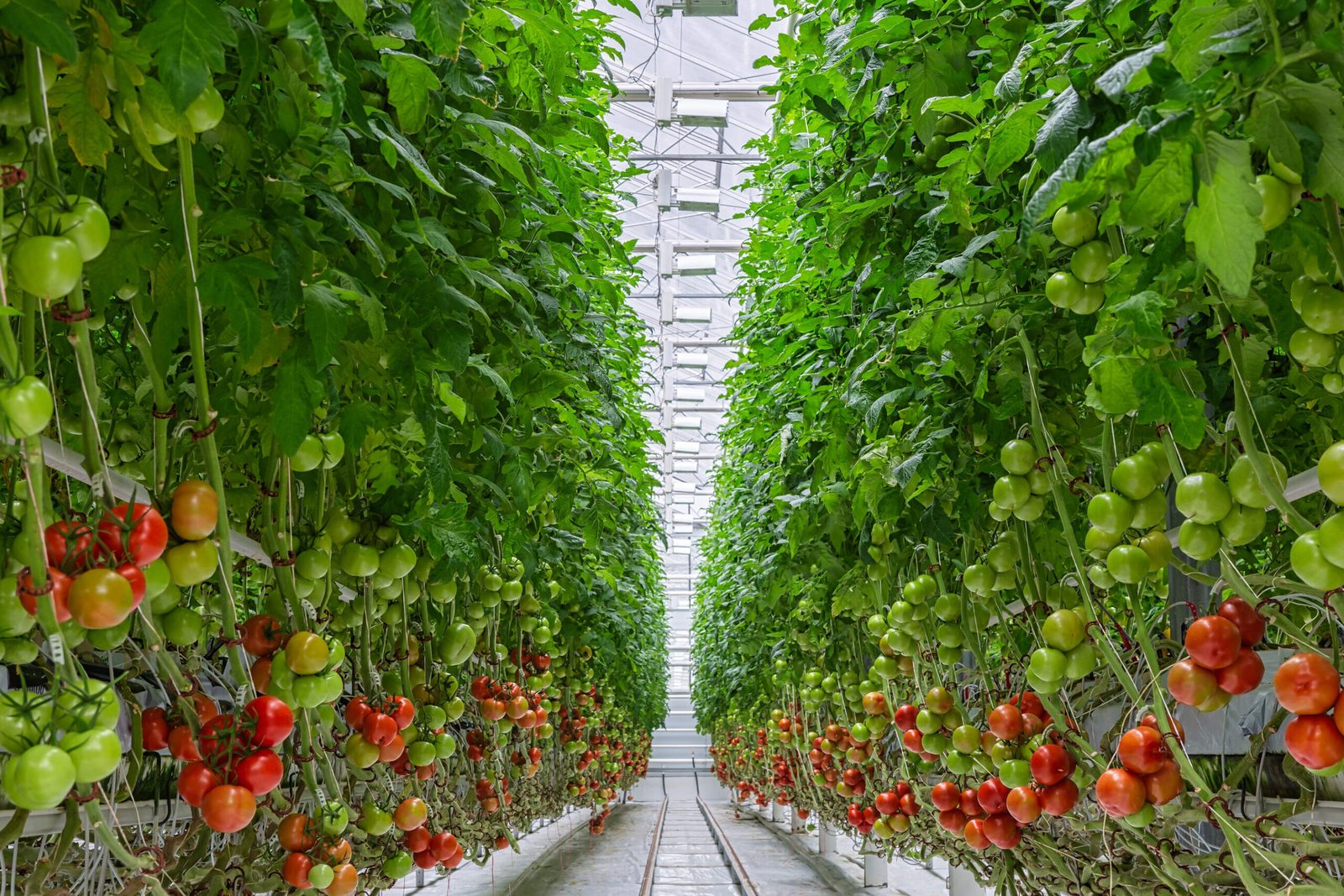 par-quoi-remplacer-la-sphaigne-pour-vos-projets-de-jardinage