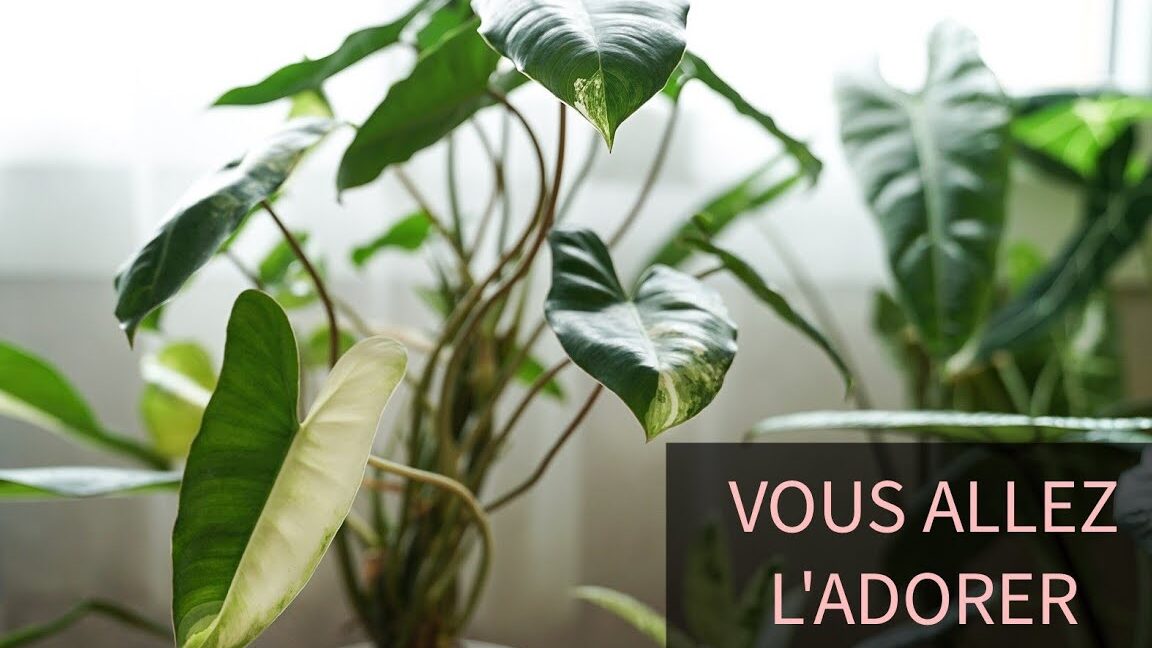 philodendron-burle-marxii-variegata-entretien-et-conseils