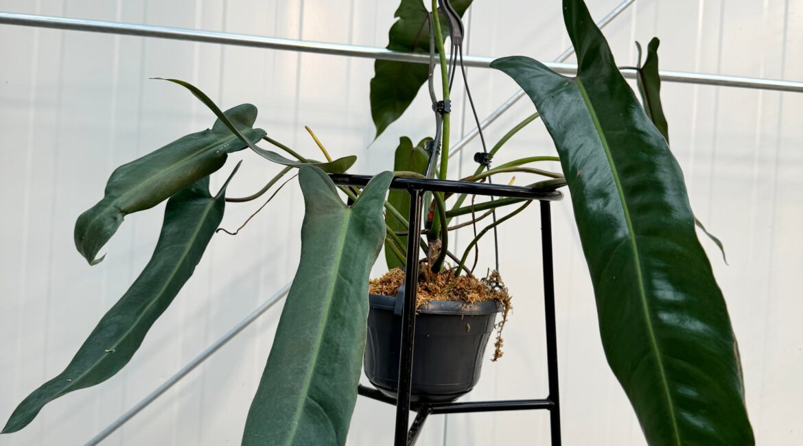 Philodendron spiritus sancti mature avec ses feuilles majestueuses de 35 à 40 cm en pleine lumière