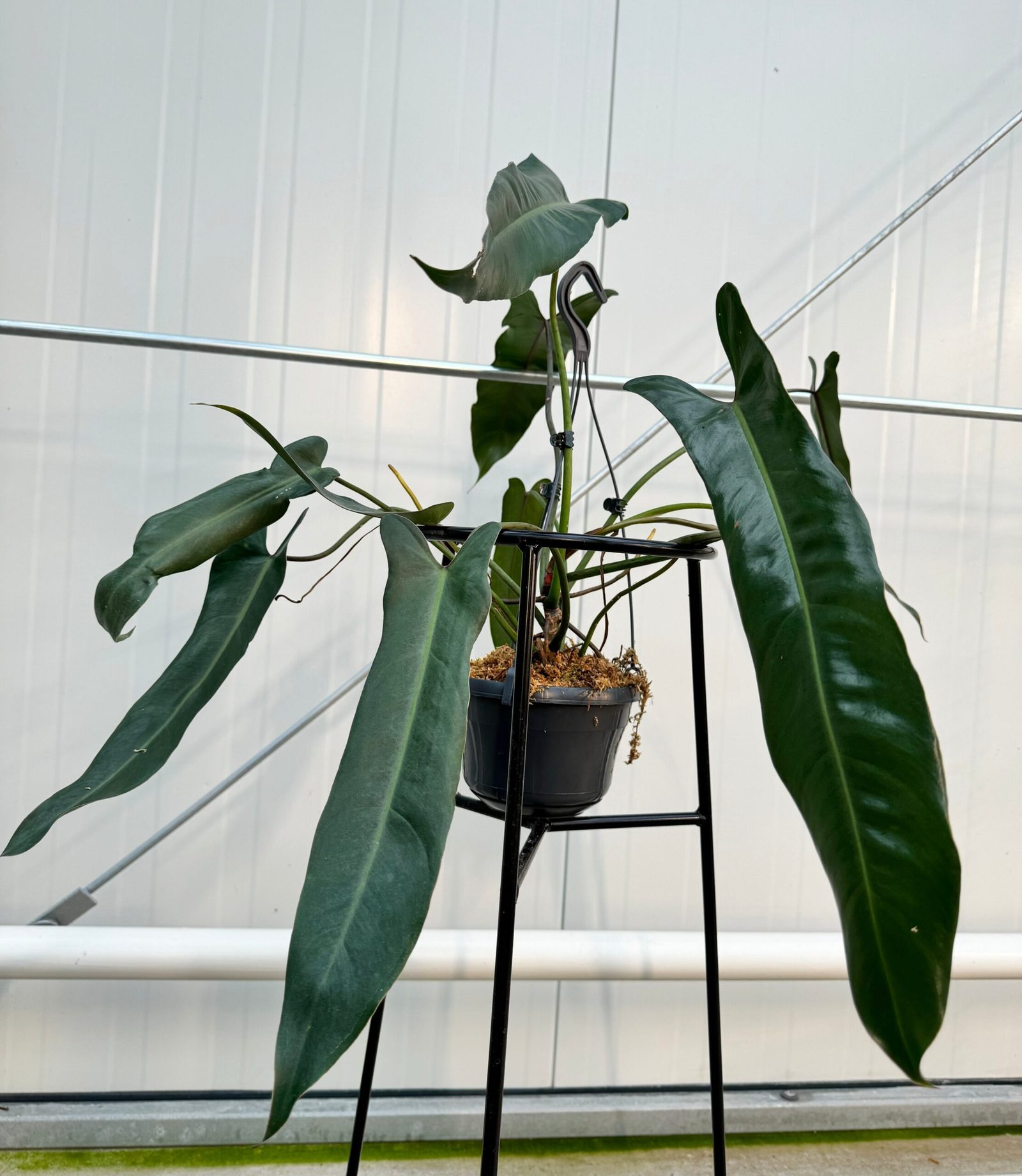 Philodendron spiritus sancti mature avec ses feuilles majestueuses de 35 à 40 cm en pleine lumière