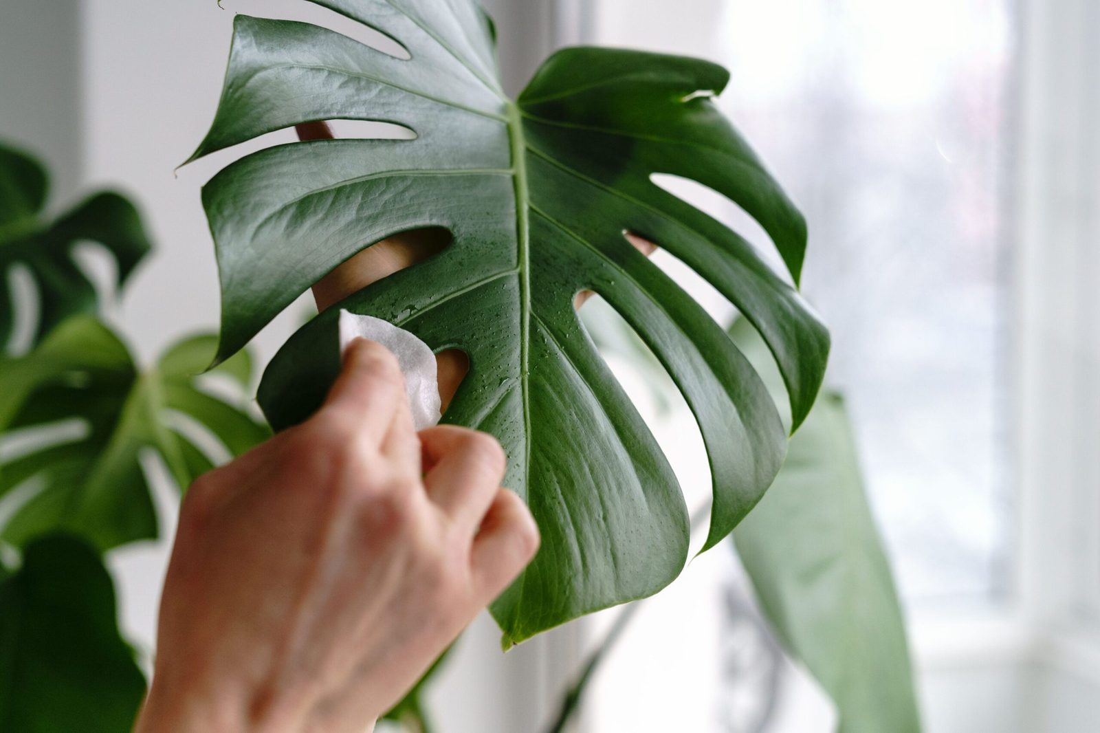 pourquoi-la-monstera-a-t-elle-des-trous