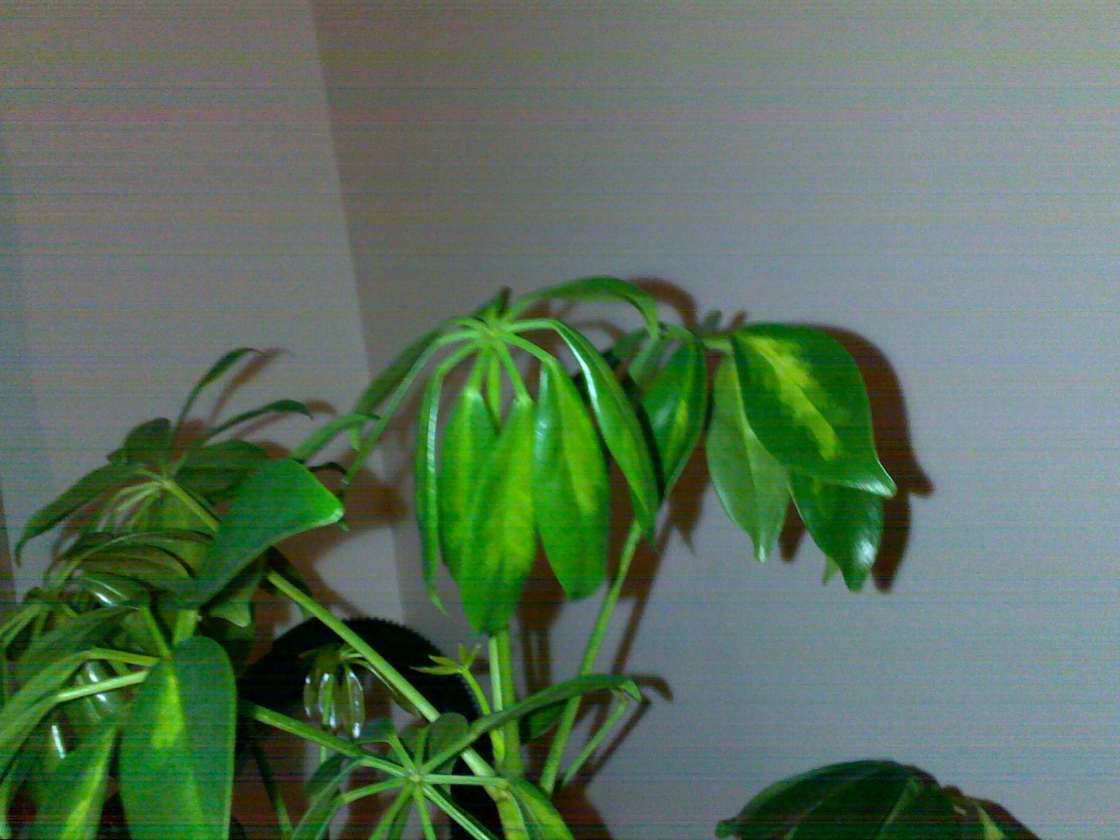 pourquoi-les-feuilles-de-schefflera-tombent-elles