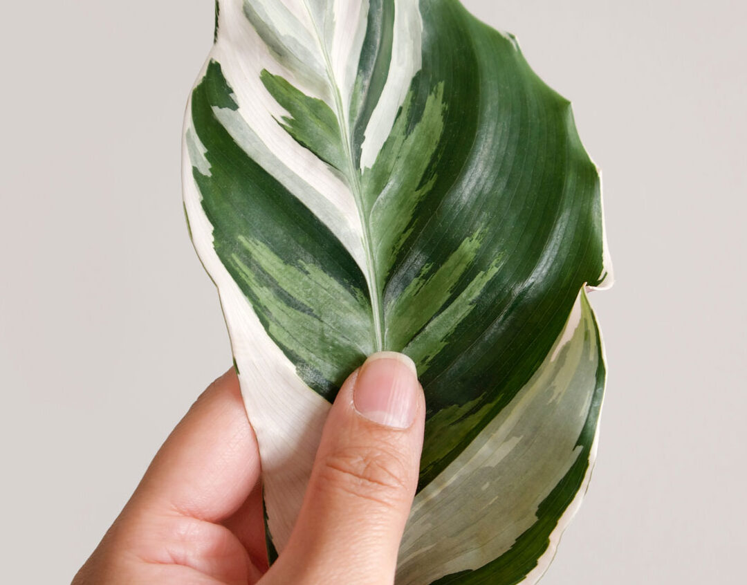 pourquoi-mon-calathea-a-les-feuilles-qui-sechent