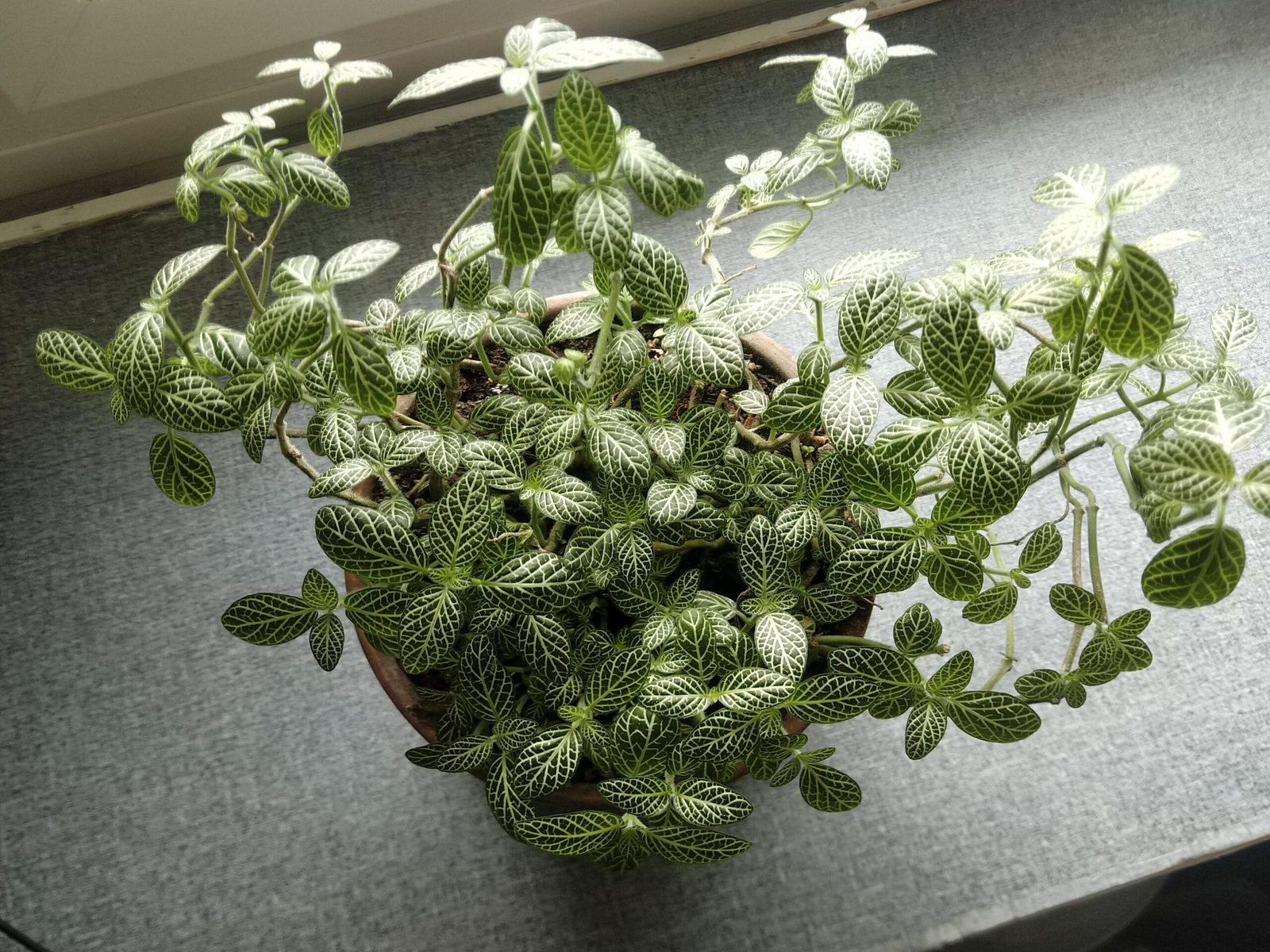 pourquoi-mon-fittonia-meurt-il-et-comment-le-sauver