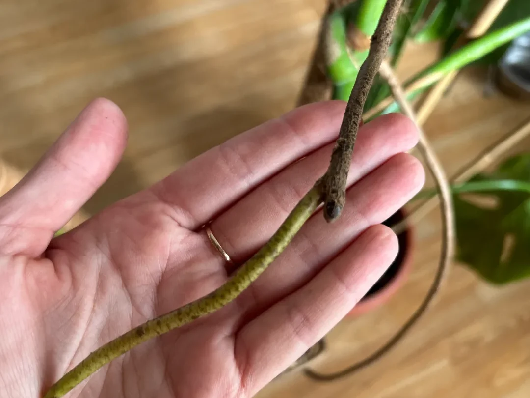 que-faire-des-racines-aeriennes-du-monstera-deliciosa