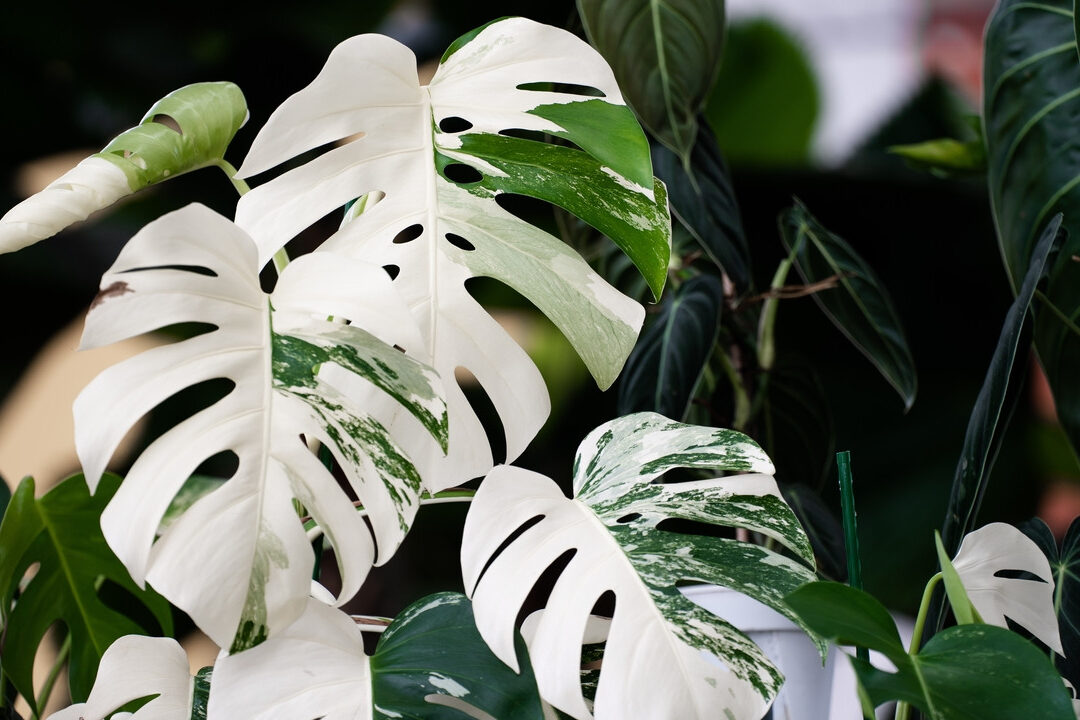 quelle-est-la-monstera-la-plus-rare-dans-le-monde