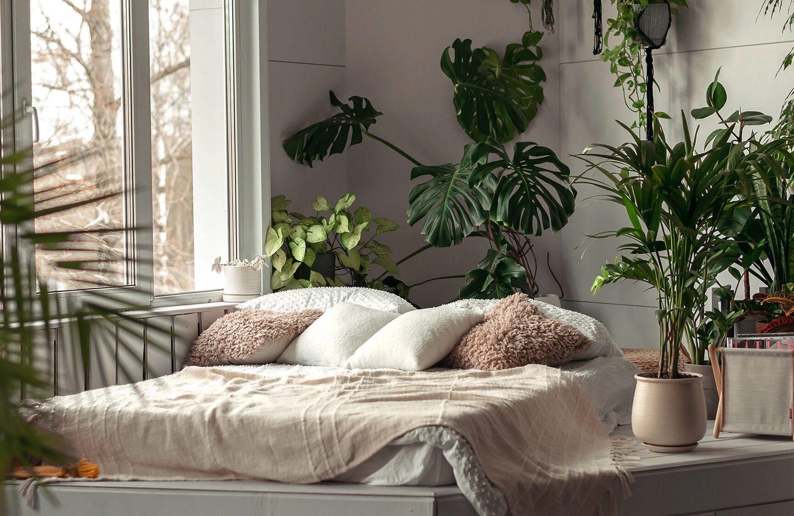 quelle-plante-ne-pas-mettre-dans-une-chambre