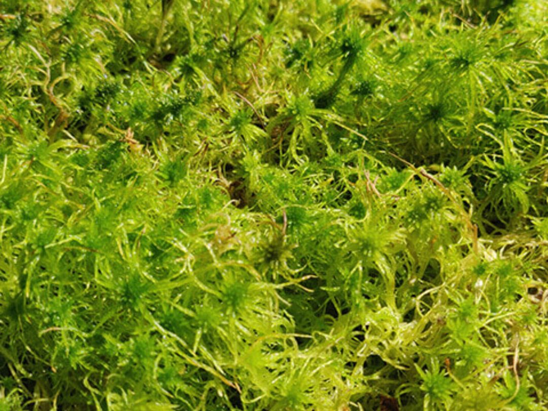 quelle-plante-pousse-dans-la-sphaigne