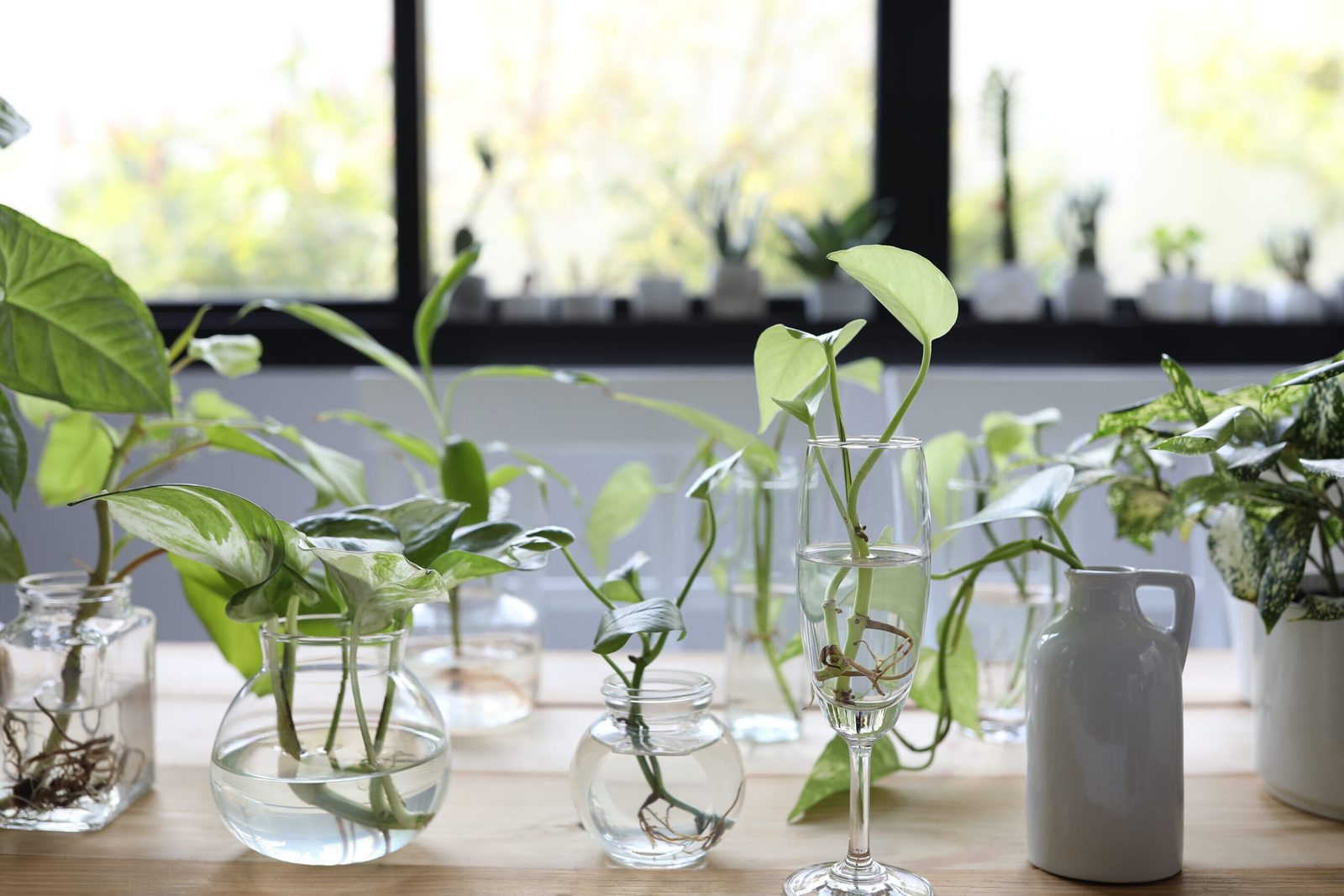 quelles-plantes-racines-peuvent-pousser-dans-leau