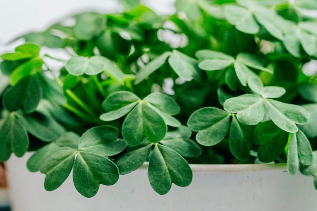 quelles-sont-les-plantes-qui-portent-bonheur-dans-une-maison
