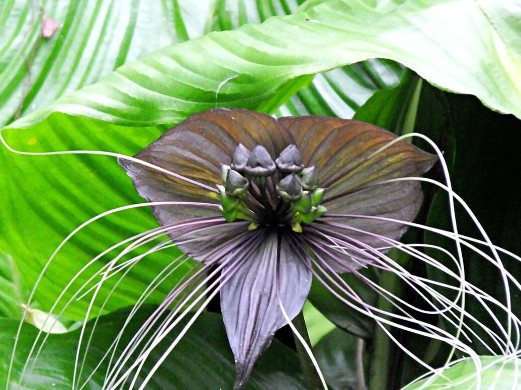 quelles-sont-les-plantes-rares-et-de-collection-a-decouvrir