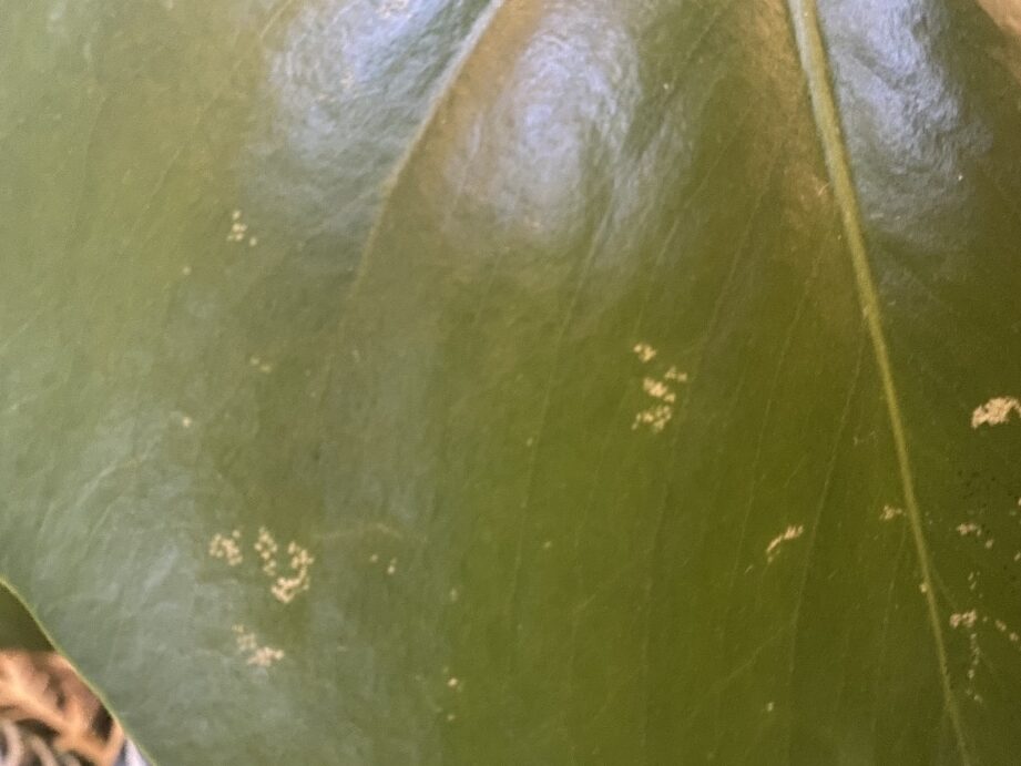 schefflera-malade-temoignages-et-avis-de-jardiniers-sur-les-solutions